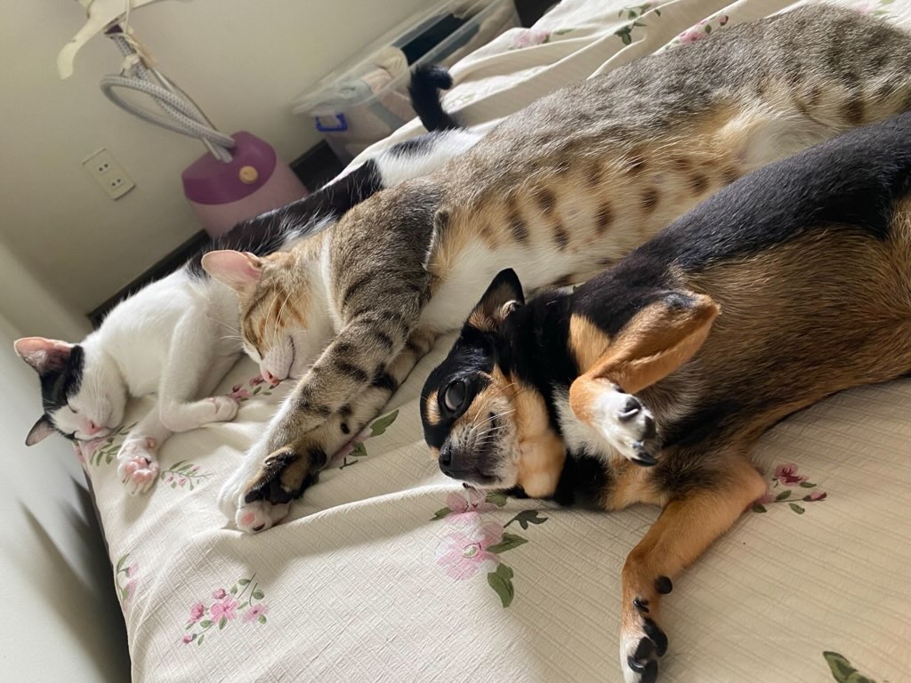 3 pets sleeping